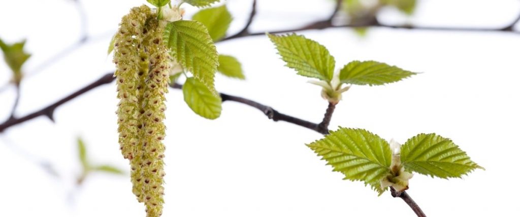 Alergija na cvetni prah