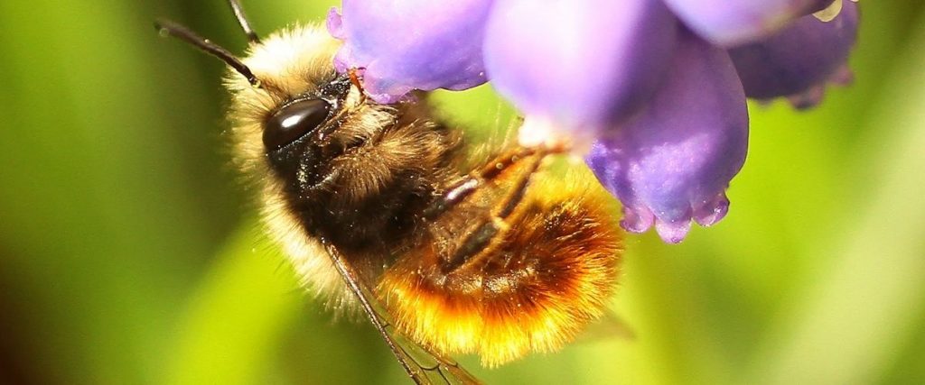Alergija na strupe žuželk